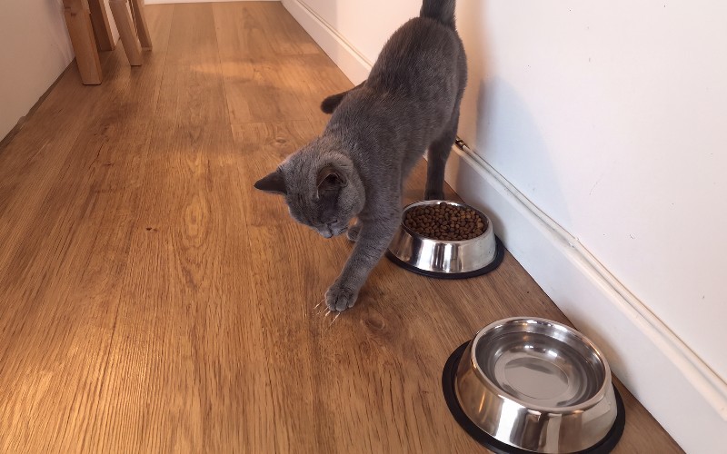 Why Does My Cat Scratch Around the Food Bowl After Eating?
